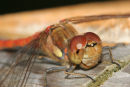 06-8731 Close up of the Head and Thorax of a Common Darter (Sympetrum striolatum) Northern England